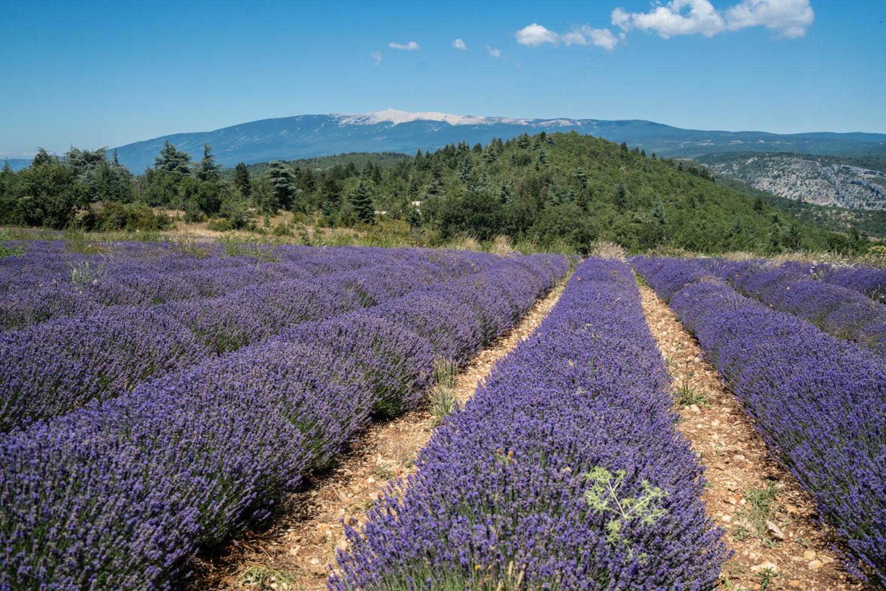 Les Terrasses De Cascavelle Βίλα Blauvac Εξωτερικό φωτογραφία